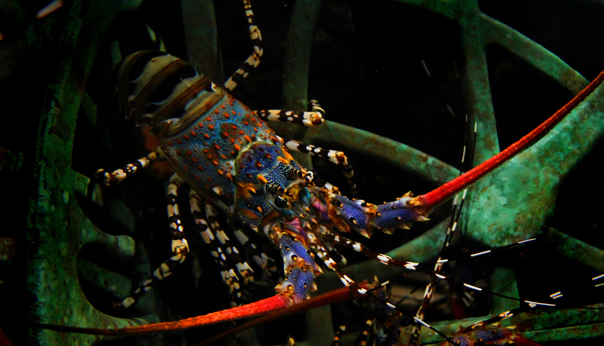 spiny lobster, blue orange and white patterns, rusted green metal, HD Desktop Wallpaper