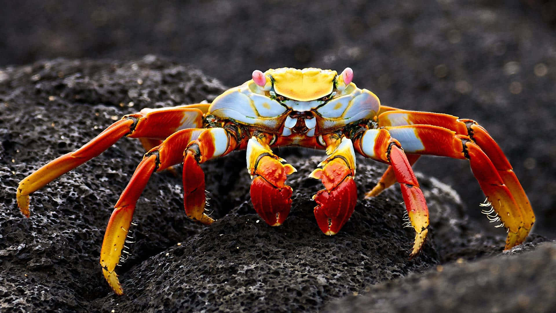 colorful crab, red and blue crab, pink antennae, Full HD Desktop Wallpaper