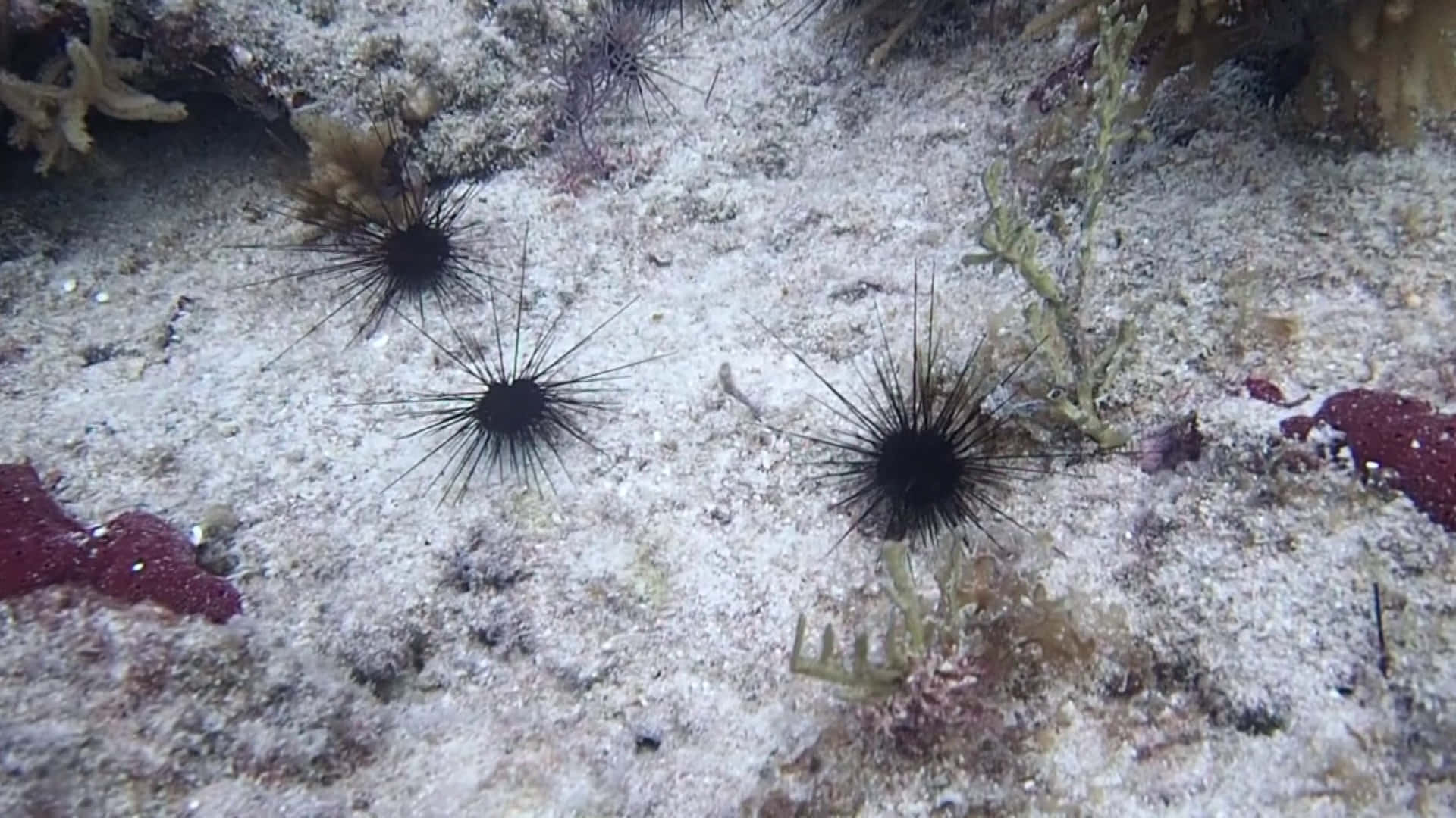 sea urchins, ocean floor, sandy ocean floor, Full HD Desktop Wallpaper