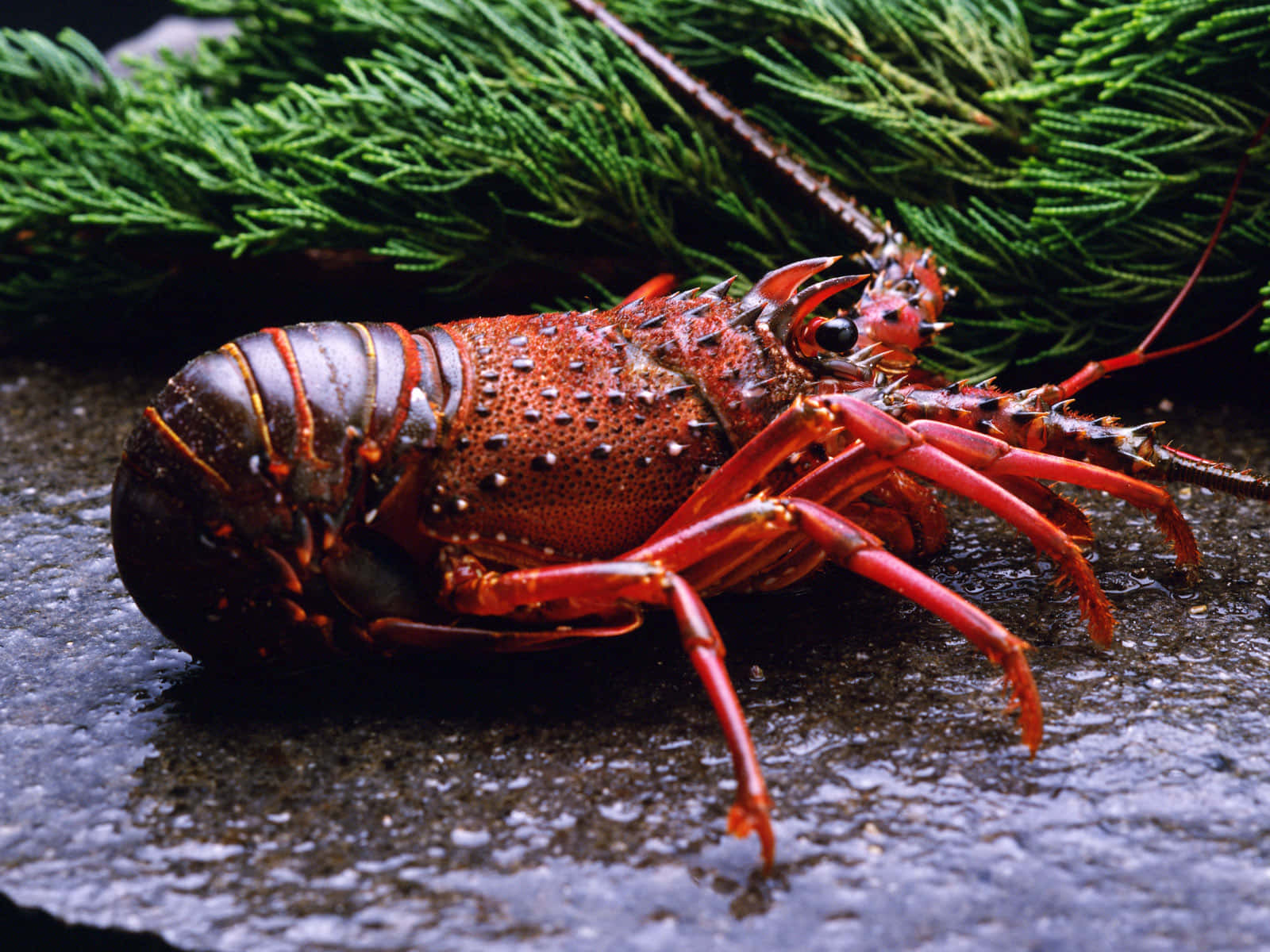 vibrant red lobster, spiky claws, wet stone, HD Desktop Wallpaper