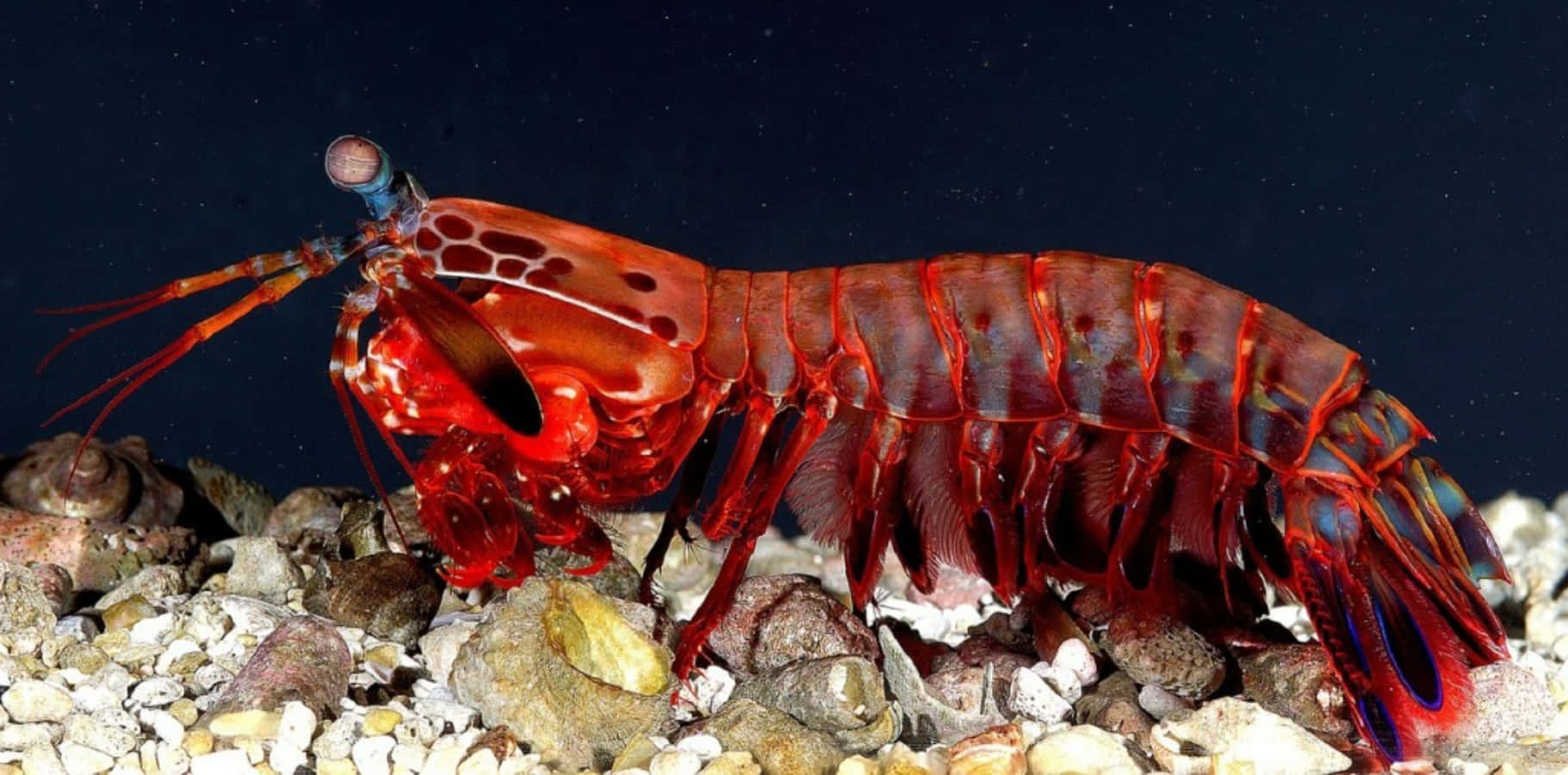 mantis shrimp, vivid red, intricate patterns, HD Desktop Wallpaper