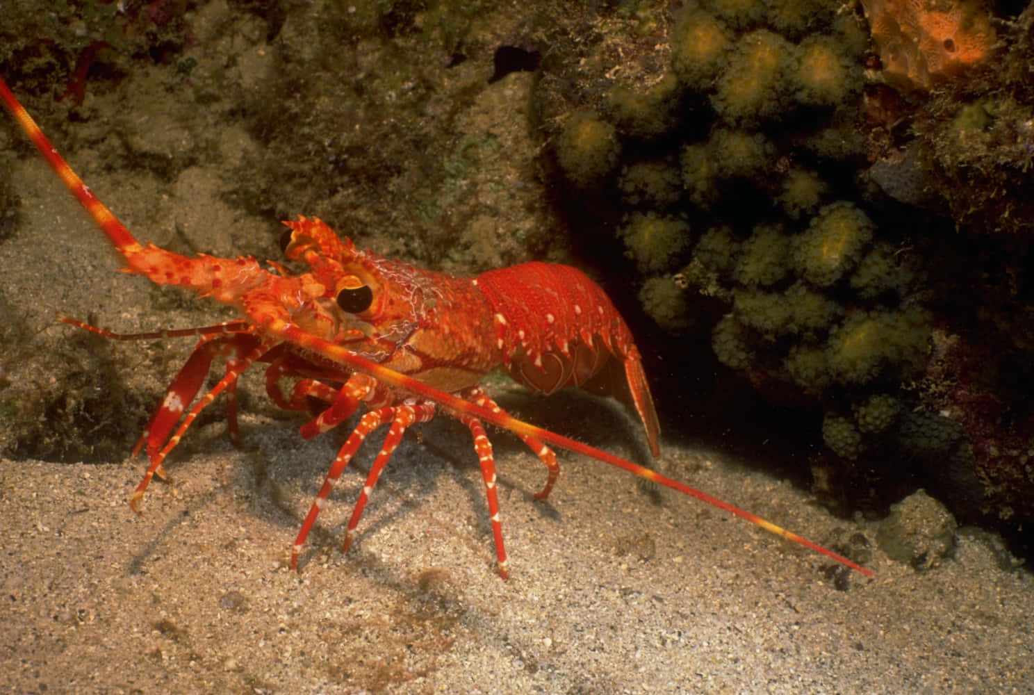 red spotted reef lobster, sandy ocean floor, green coral formations, HD Desktop Wallpaper