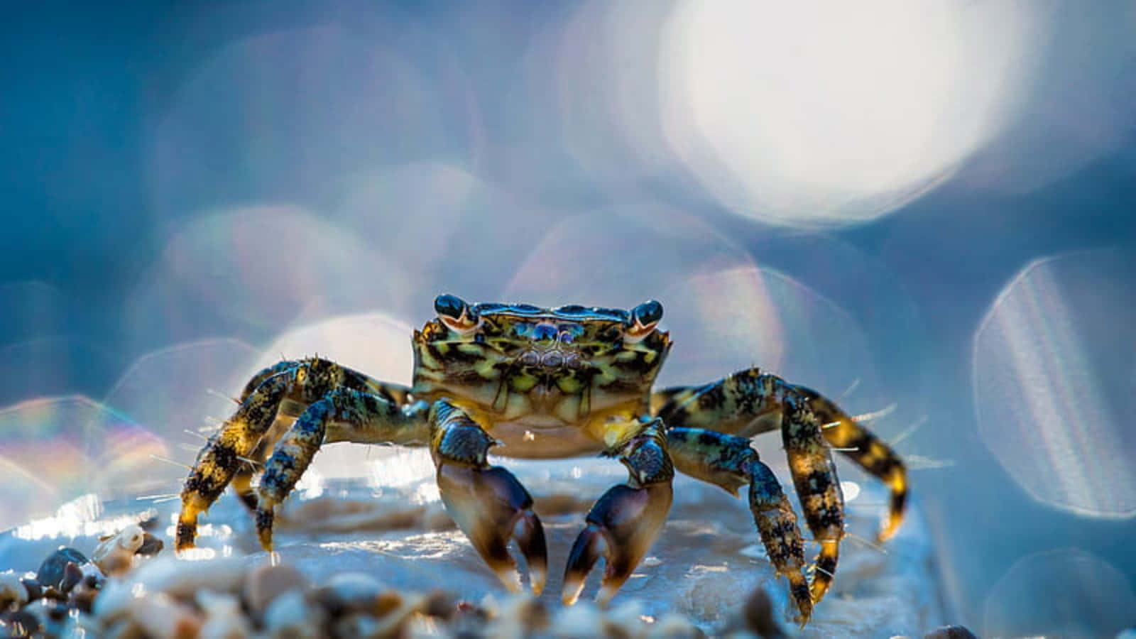 vibrant blue crab, intricate patterns, wet pebbles, HD Desktop Wallpaper