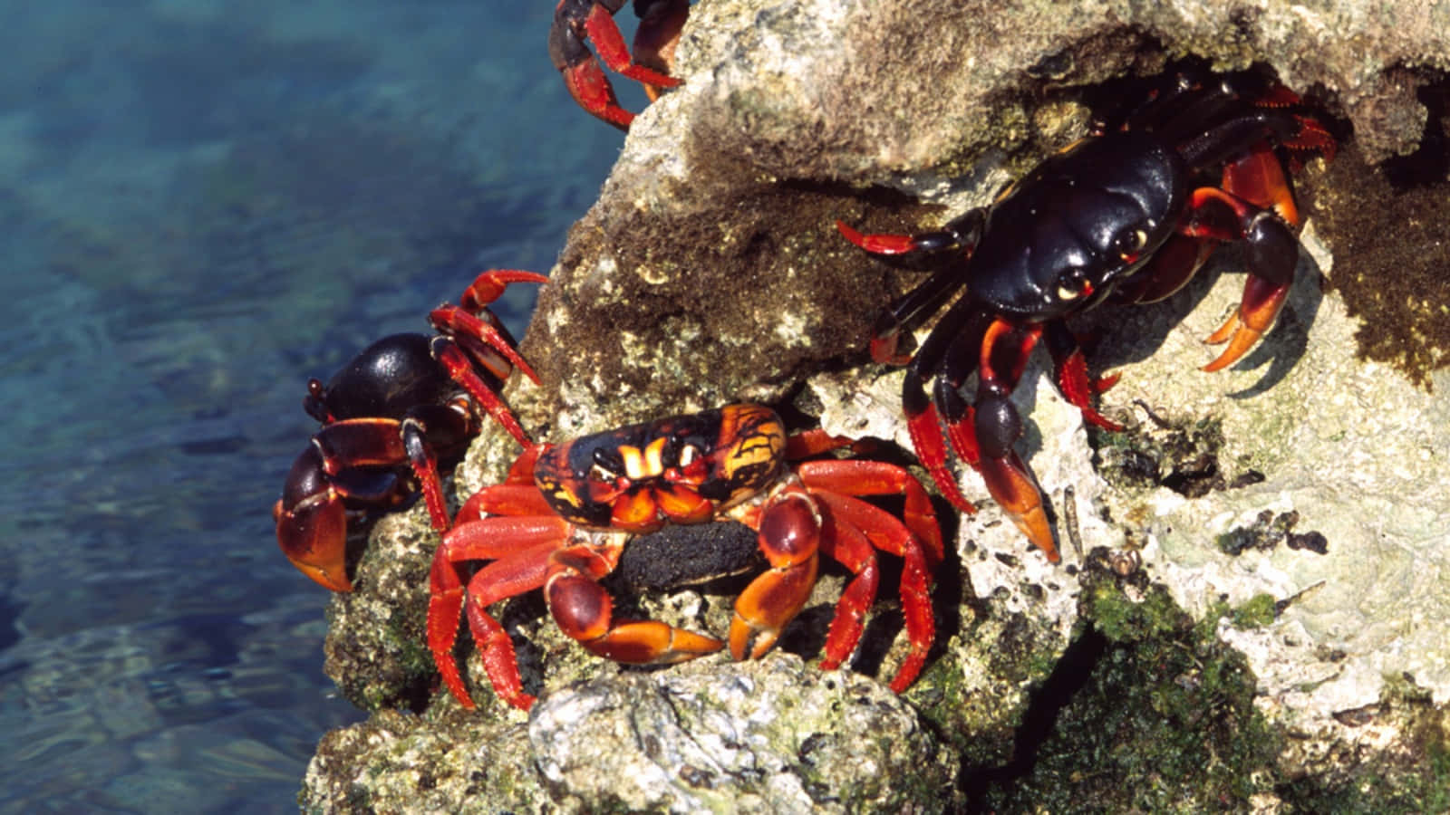 vibrant red and black crabs, sunlit rocks, clear blue water, HD Desktop Wallpaper