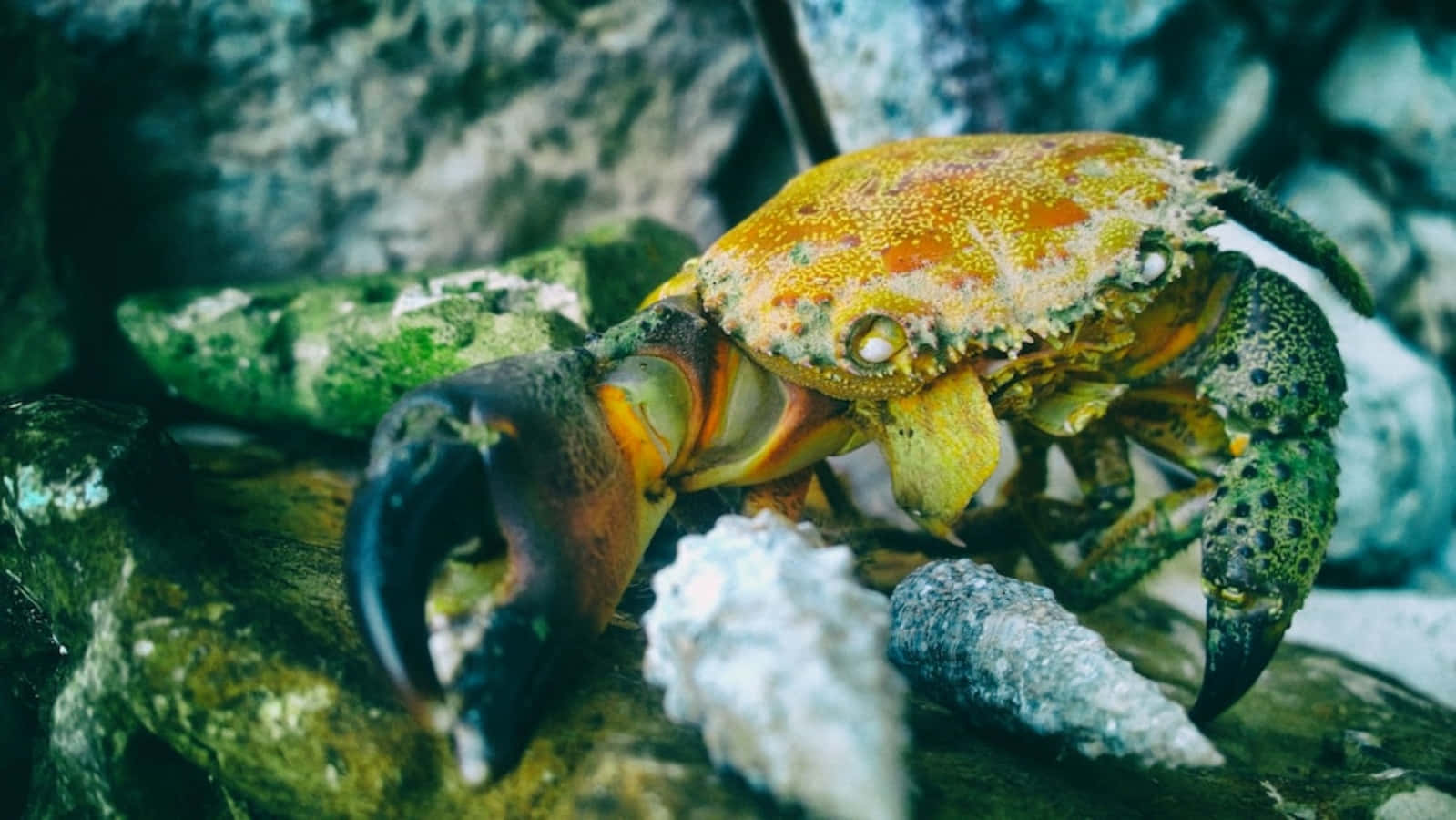 colorful crab, speckled shell, mossy rocks, HD Desktop Wallpaper