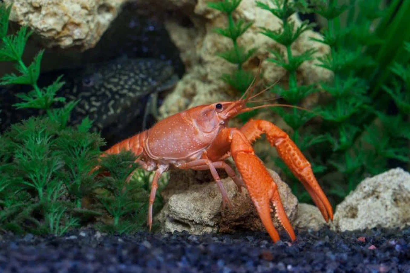 vibrant orange crayfish, rock, lush green aquatic plants, HD Desktop Wallpaper