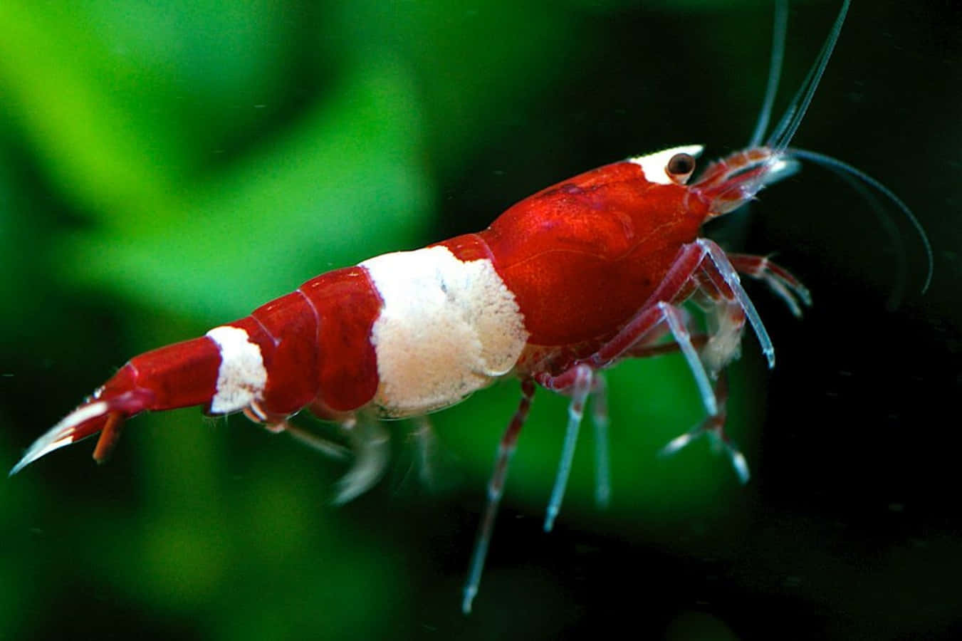 red white aquatic shrimp, green aquatic plants, clear tank, HD Desktop Wallpaper