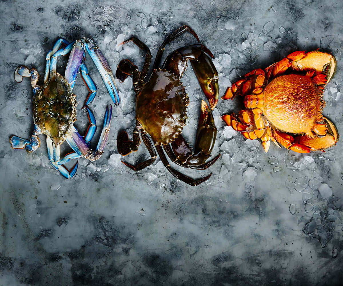 crabs, blue, brown, SD Desktop Wallpaper