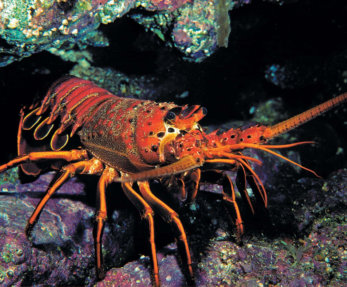 colorful spiny lobster, red spiny lobster, long antennae, SD Desktop Wallpaper