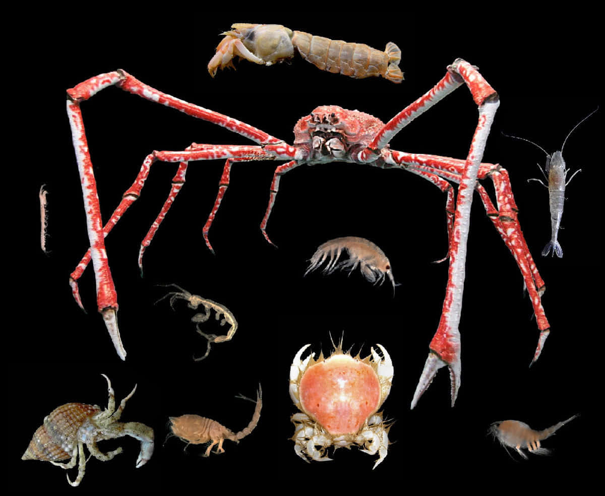 crustaceans, red crab, black background, SD Desktop Wallpaper