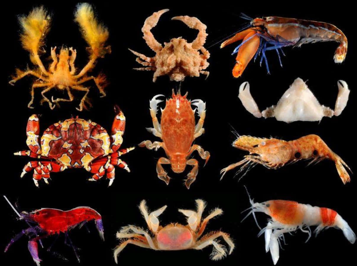crustaceans, shrimp, black background, SD Desktop Wallpaper