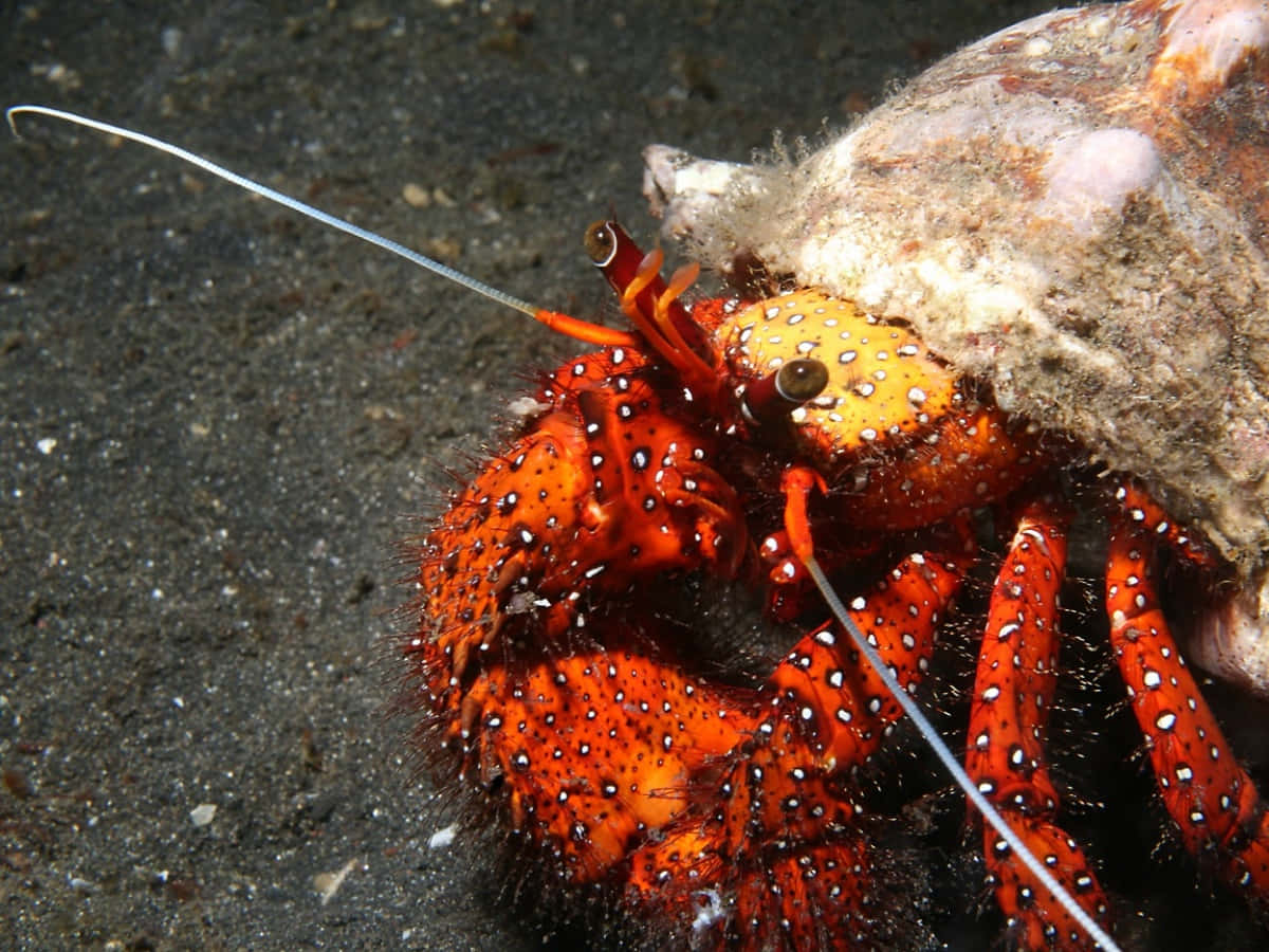 red spotted hermit crab, vibrant orange hermit crab, white spots, SD Desktop Wallpaper