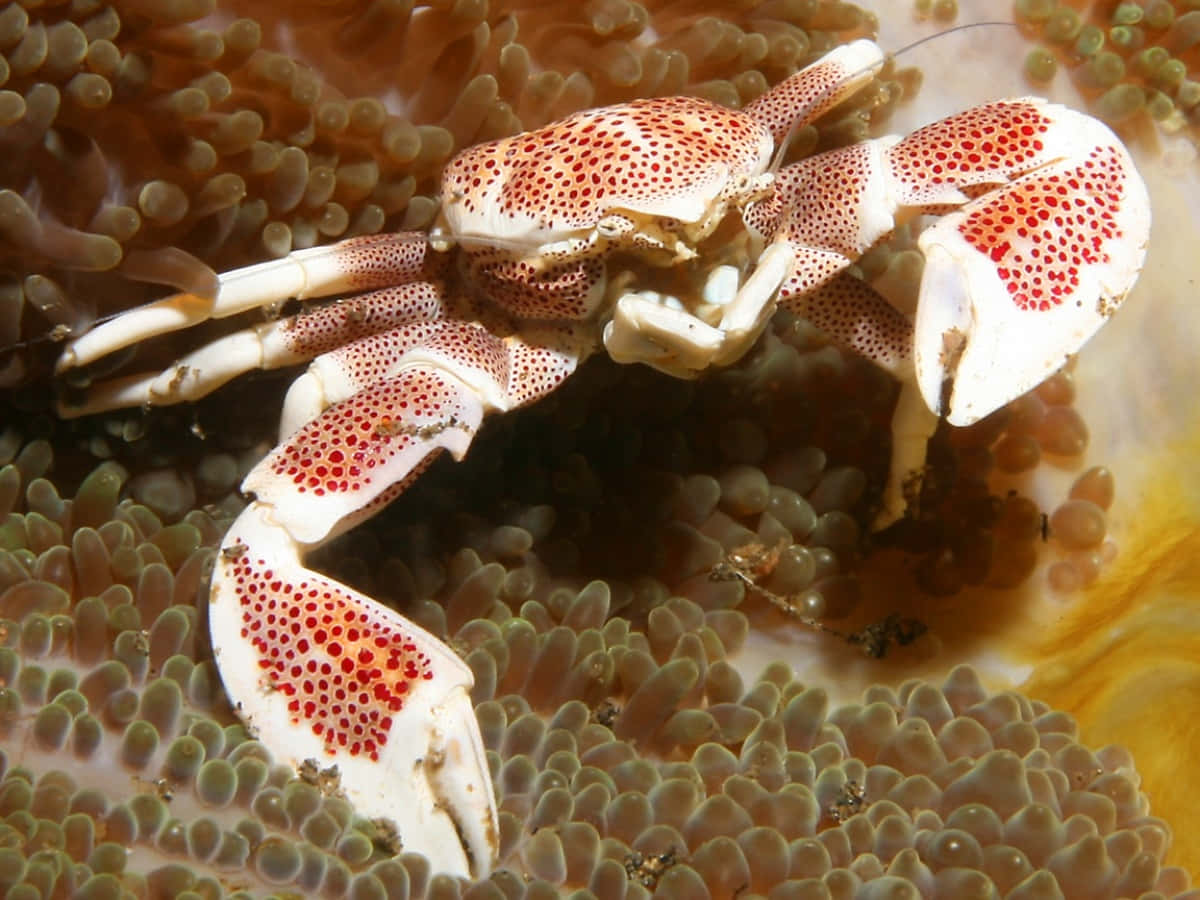 porcelain crabon anemone, white crab, red spots, SD Desktop Wallpaper