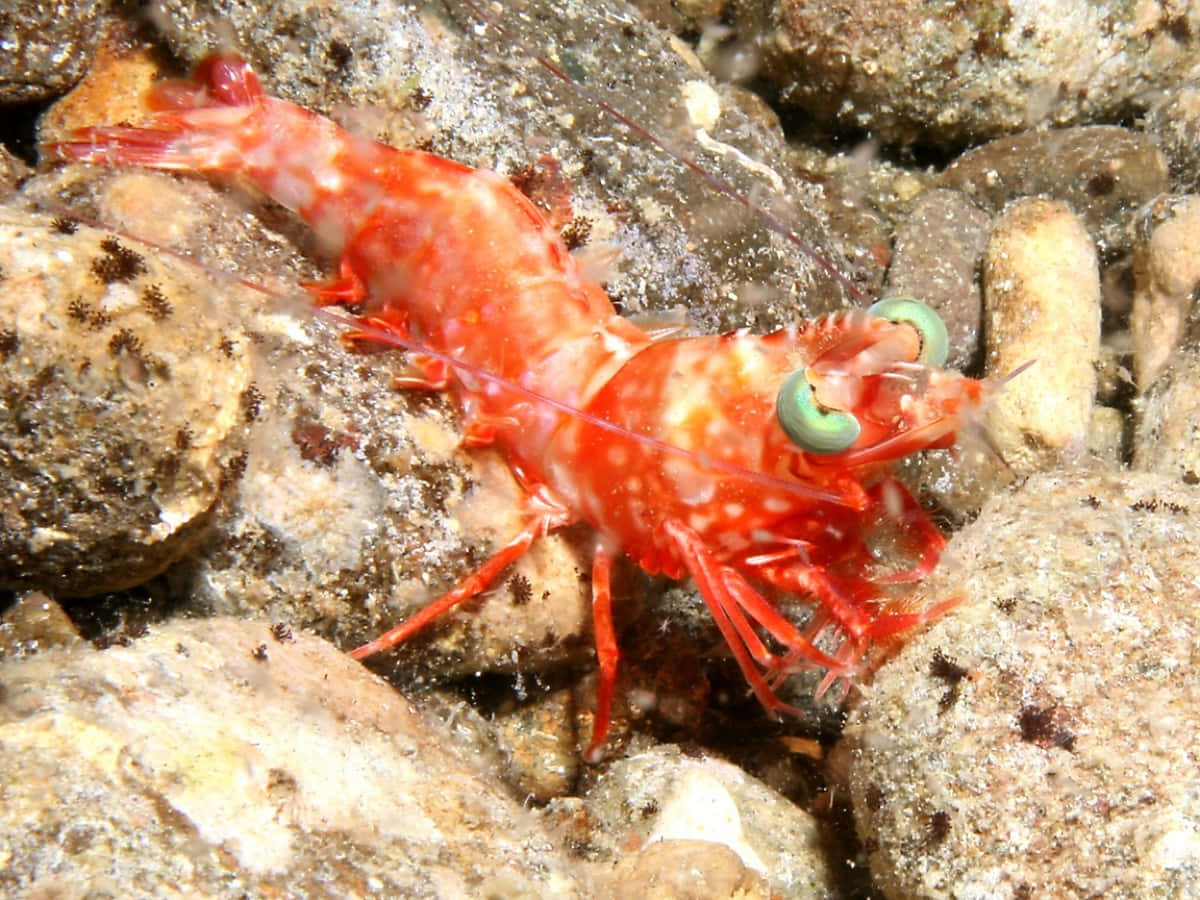 red shrimp, green eyes, textured underwater rocks, SD Desktop Wallpaper