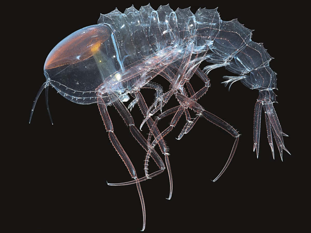 transparent crustacean species, translucent deep-sea amphipod, glowing internal organs, SD Desktop Wallpaper
