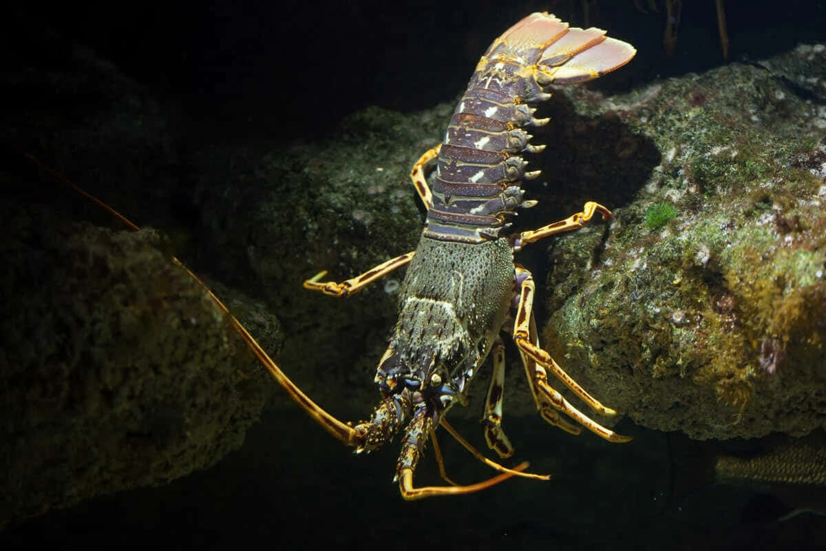 spiny lobster, mottled blue gray and orange markings, mossy rocks, SD Desktop Wallpaper