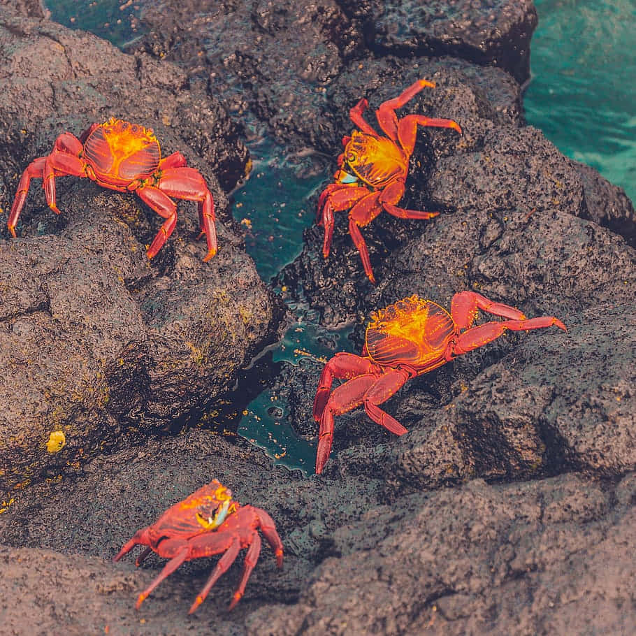 vibrant red crabs, orange shells, dark volcanic rocks, SD Desktop Wallpaper