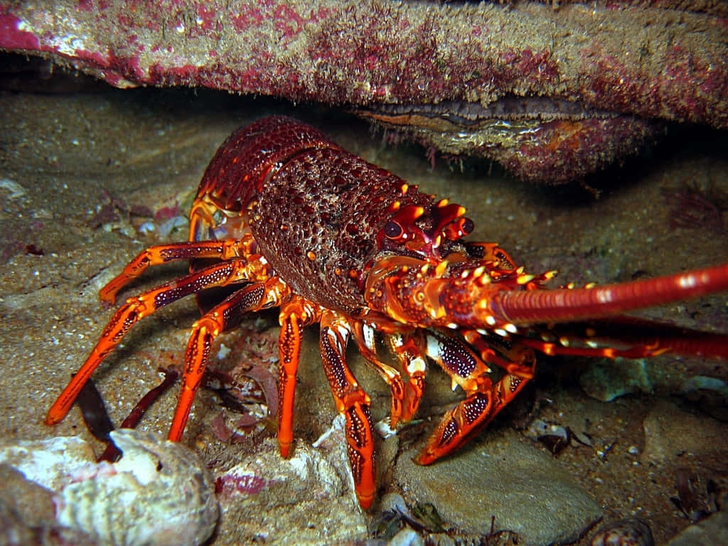 spiny lobster, barnacle-covered rock, sandy ocean floor, SD Desktop Wallpaper