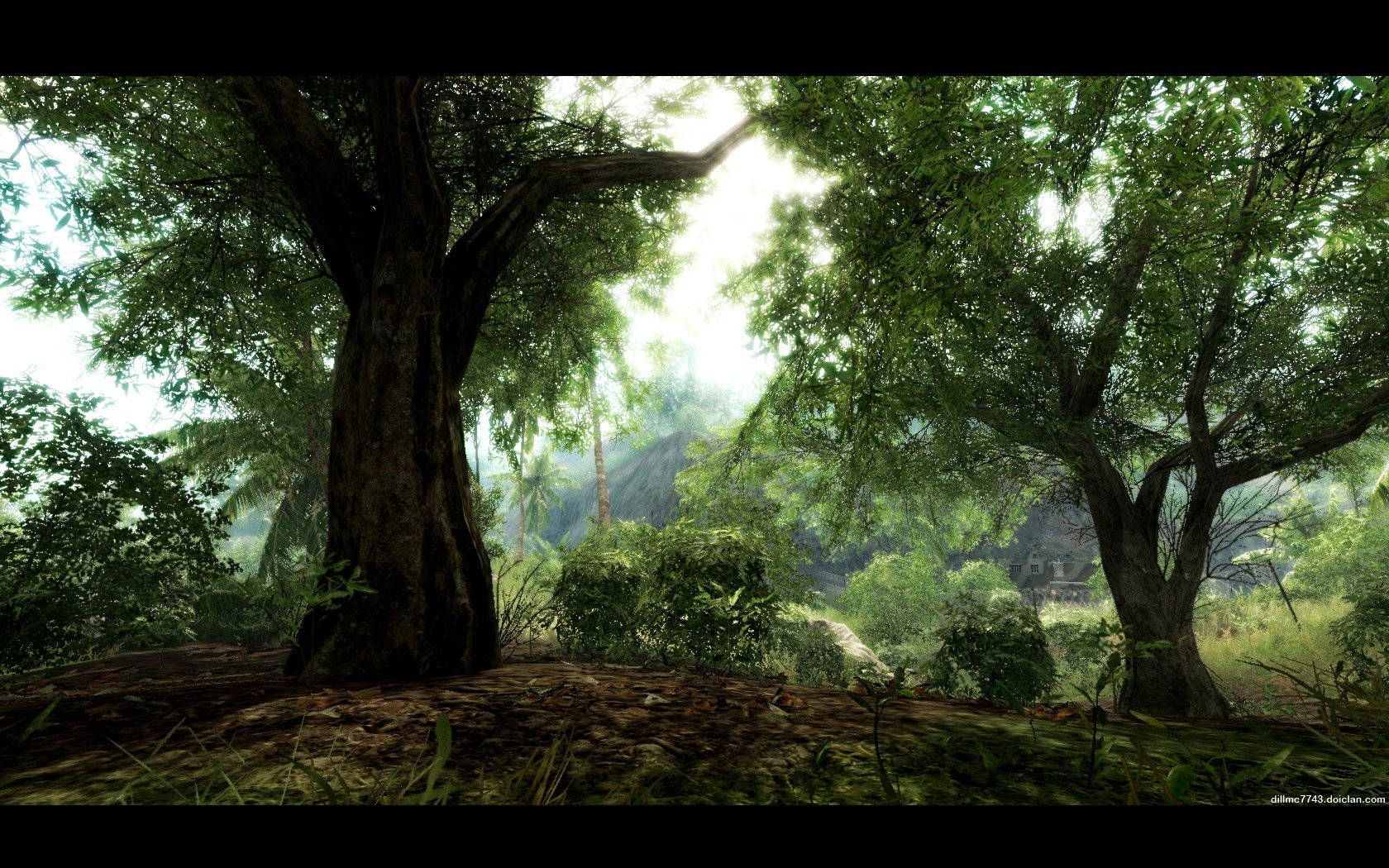 Crysis Warhead, trees, dense green canopy, HD Desktop Wallpaper