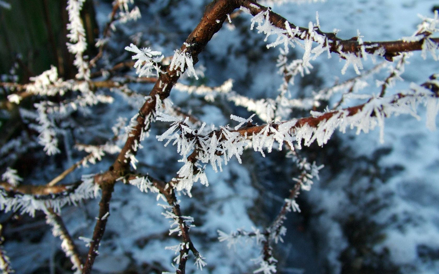 hoarfrost crystals, tree branch, snowy blue background, HD Desktop Wallpaper