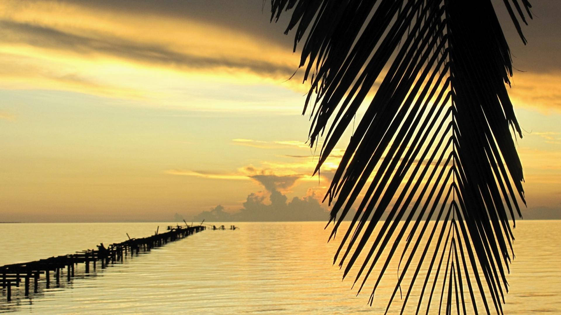 Golden Sunset, Cuba, palm frond, Full HD Desktop Wallpaper
