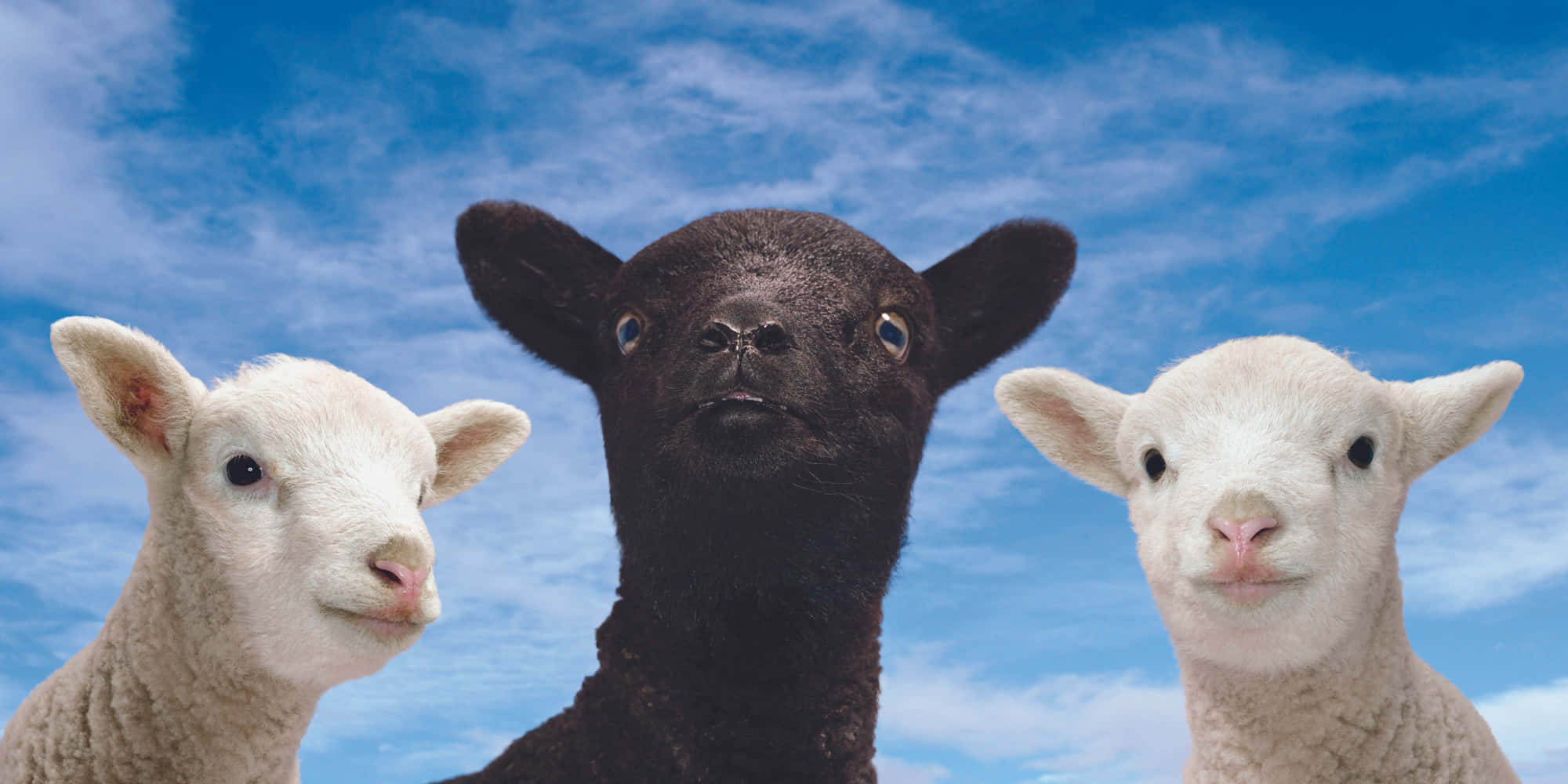 black sheep, three curious lambs, one black, Full HD Desktop Wallpaper