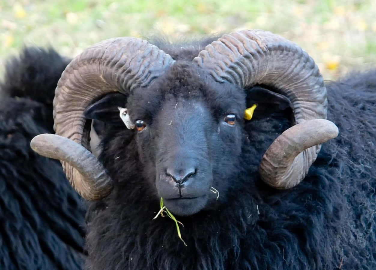 black ram, massive curved horns, yellow ear tag, SD Desktop Wallpaper
