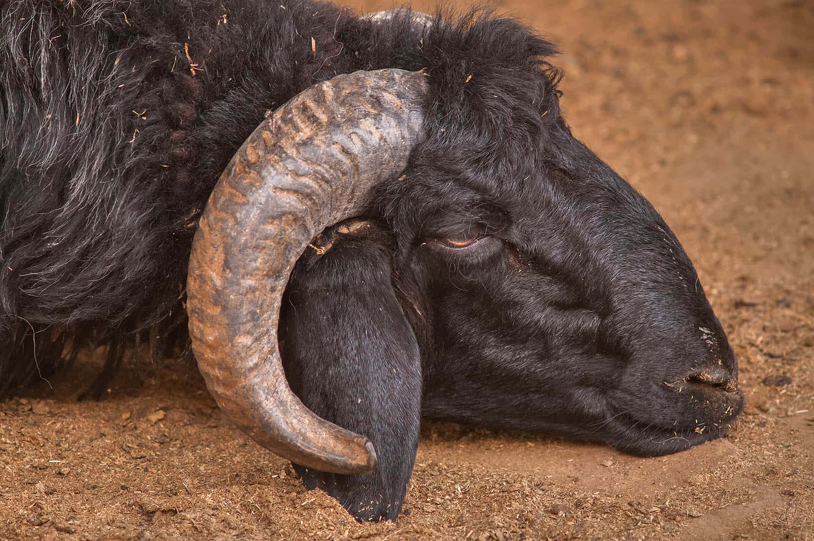 black ram, large curved horns, dusty ground, HD Desktop Wallpaper
