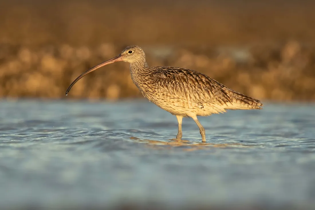 Curlew