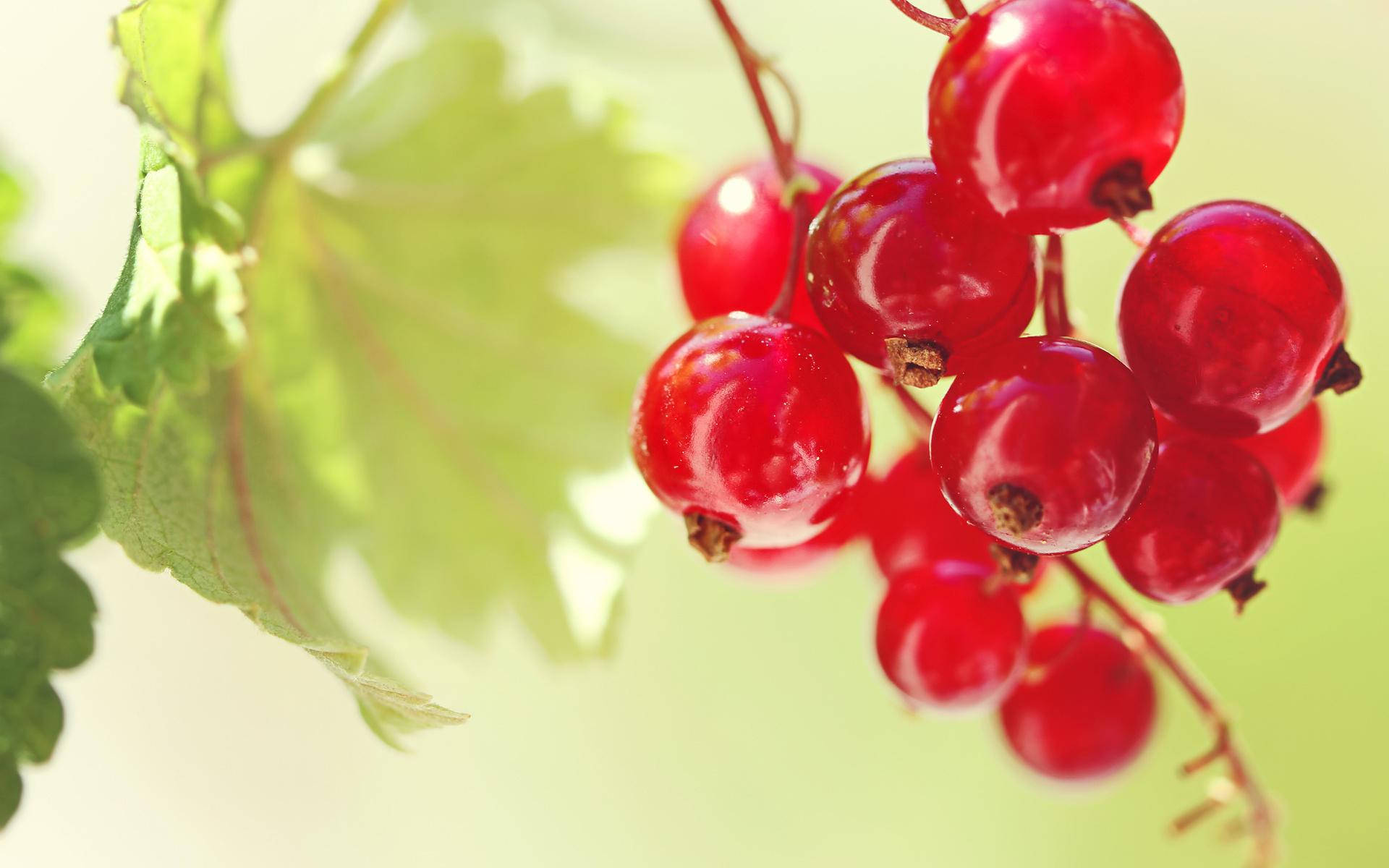 red currant, green leaves, soft sunlight, Full HD Desktop Wallpaper