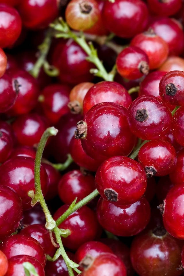 red currant berries, close up shot, glisten with dew, SD Phone Wallpaper