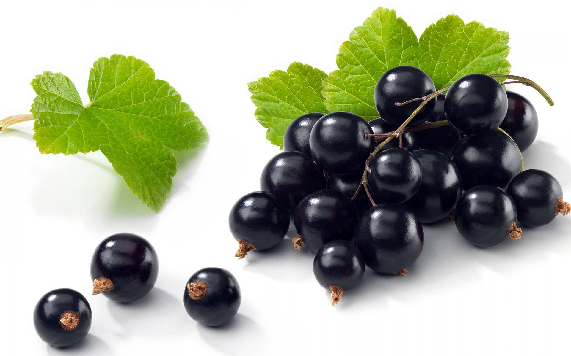 black currant berries, vibrant green leaves, clean white background, Full HD Desktop Wallpaper