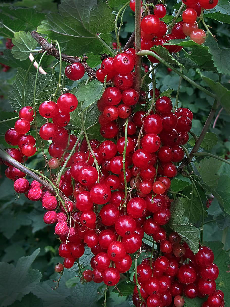 red currant berries, lush green vines, sunlit garden, SD Phone Wallpaper
