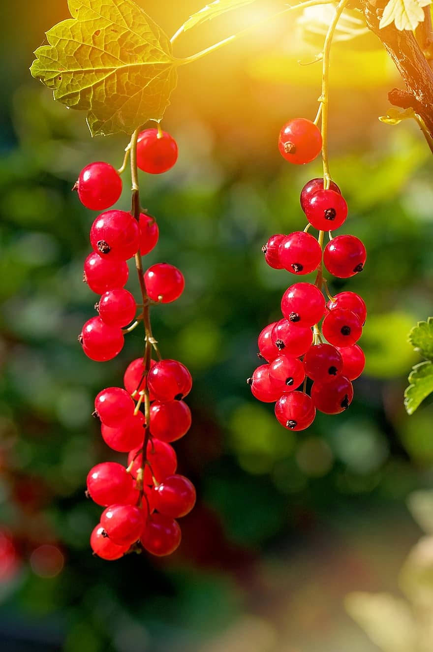 red currant fruits, hanging plant, sunlight, HD Phone Wallpaper