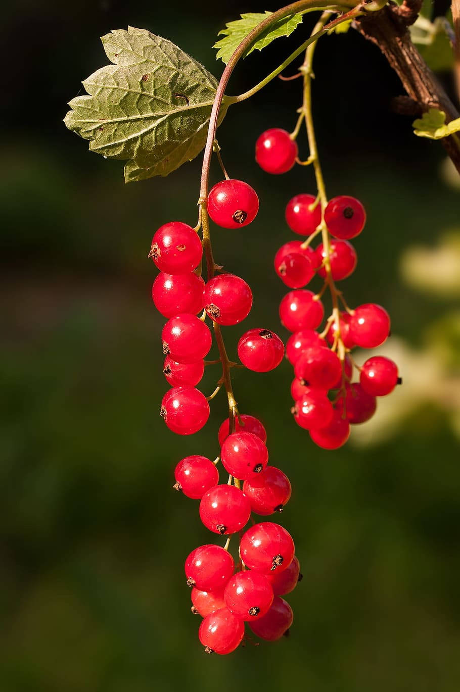 red currants, shrub, sunlit clusters, HD Phone Wallpaper
