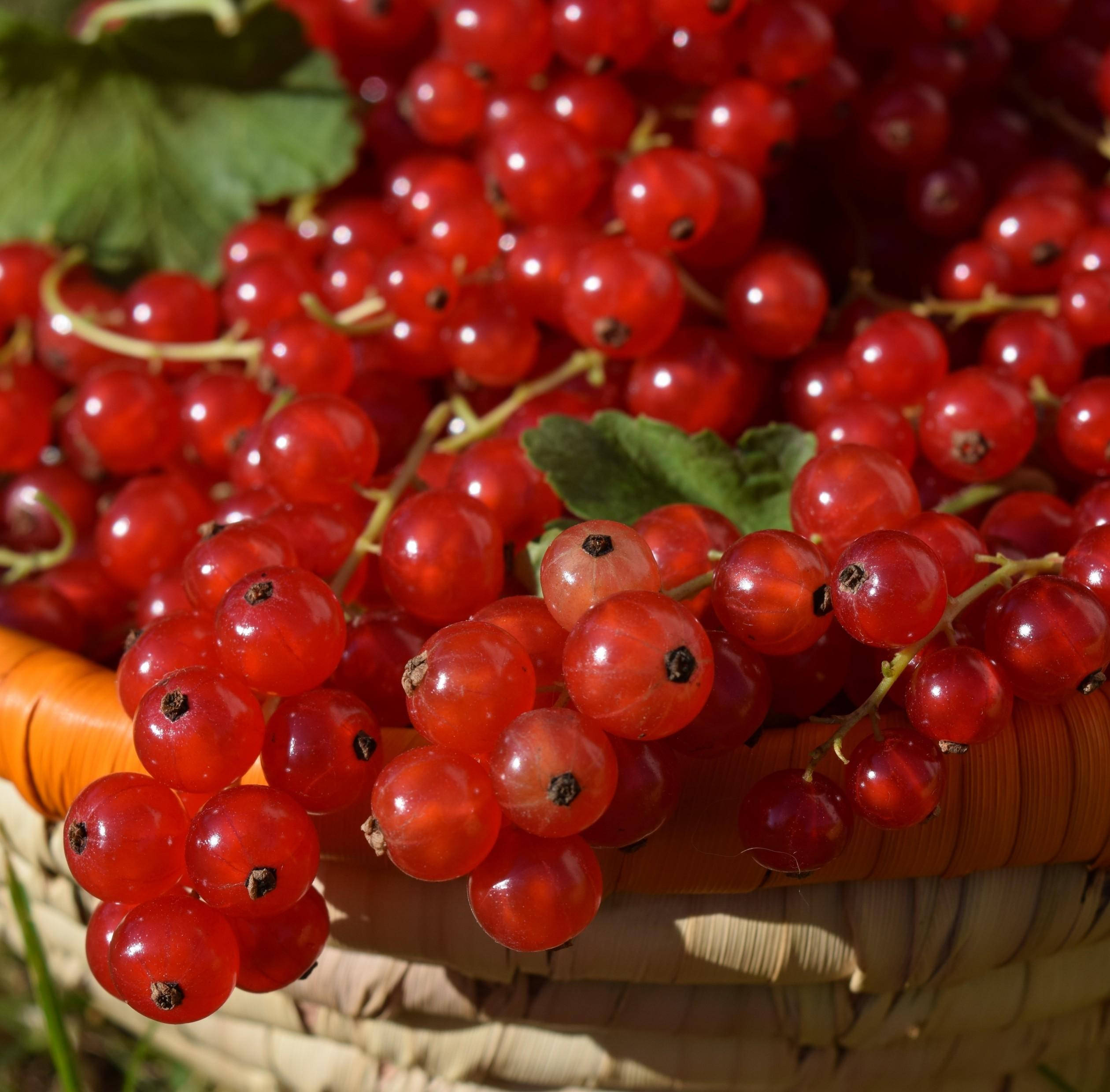ripe red currant fruits, woven basket, bright sunlight, Full HD Desktop Wallpaper