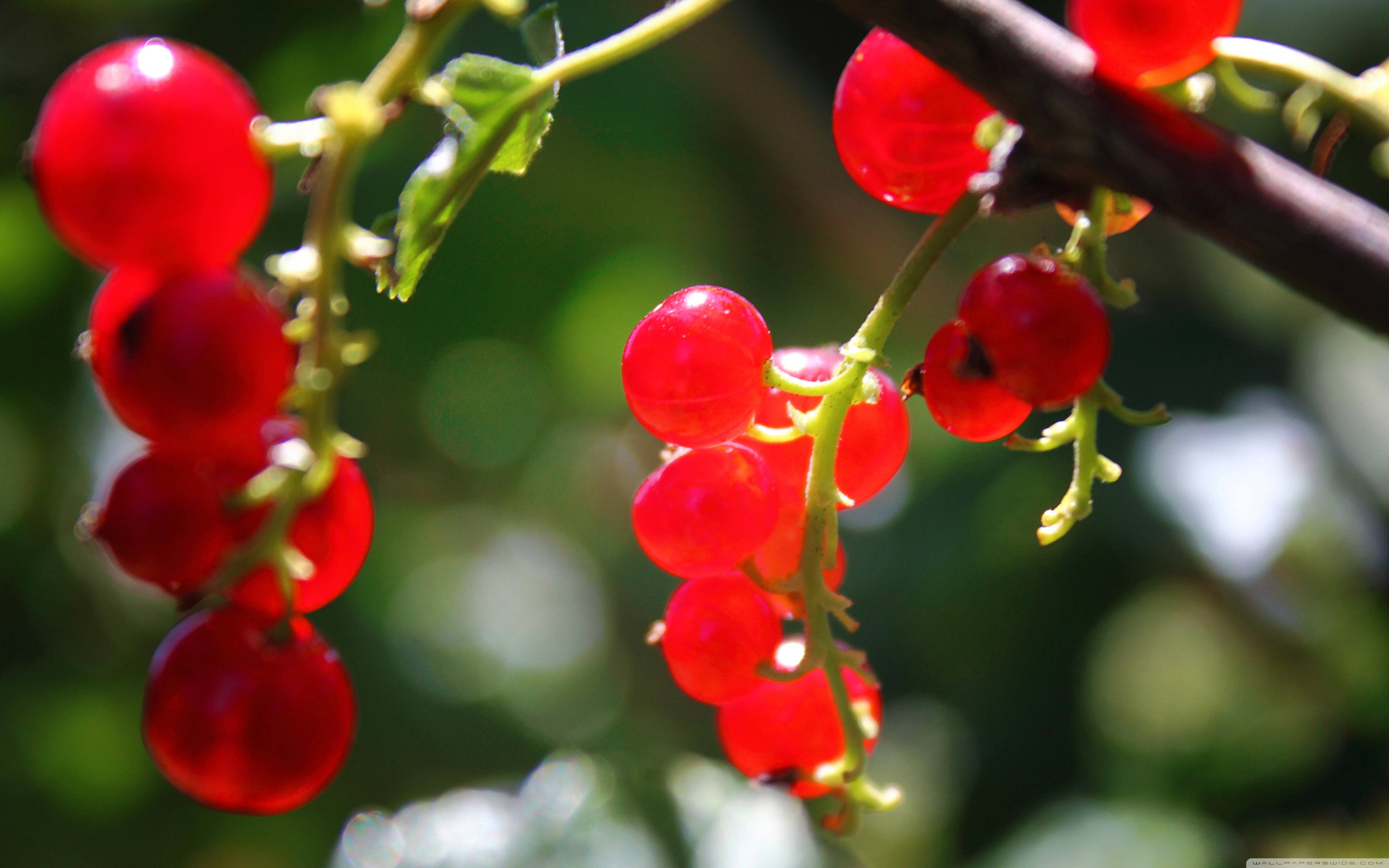 red currant berries, tropical fruit plant, green vine, 4K Desktop Wallpaper