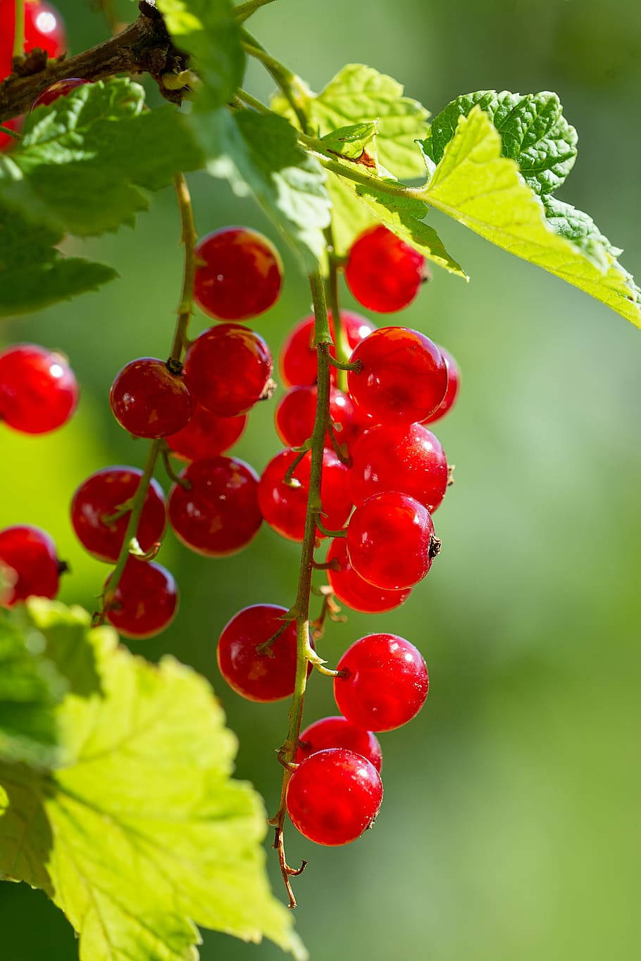 red currant, sweet fruits, hanging plant, HD Phone Wallpaper