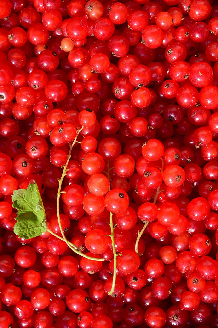 red currant, glossy red currants, green leaf, HD Phone Wallpaper
