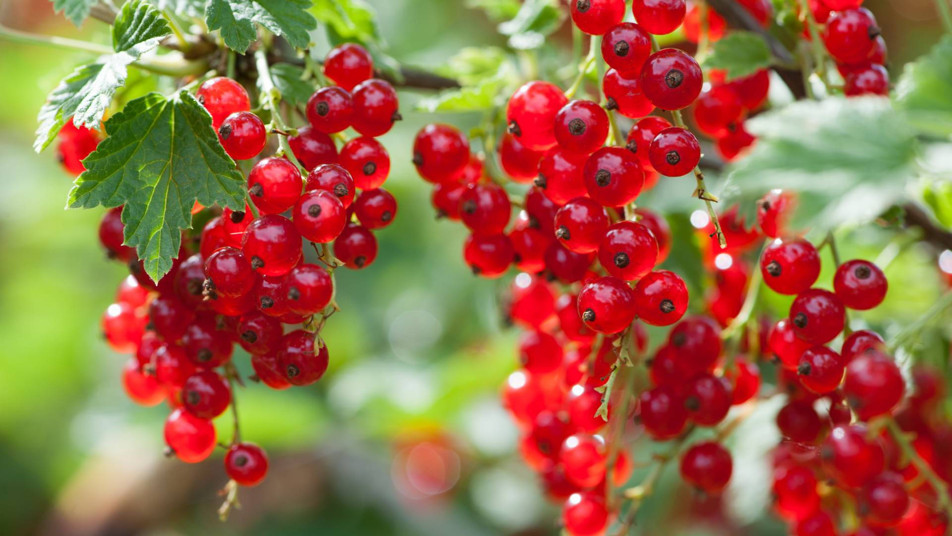 red currant, glossy red currants, green stems, Full HD Desktop Wallpaper