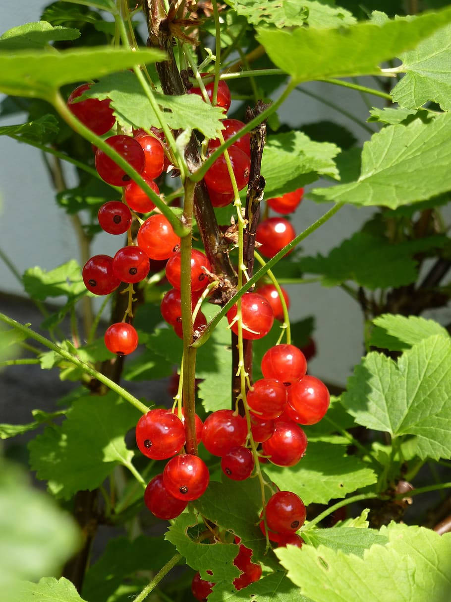 red currant berries, fresh fruits, plant, SD Phone Wallpaper