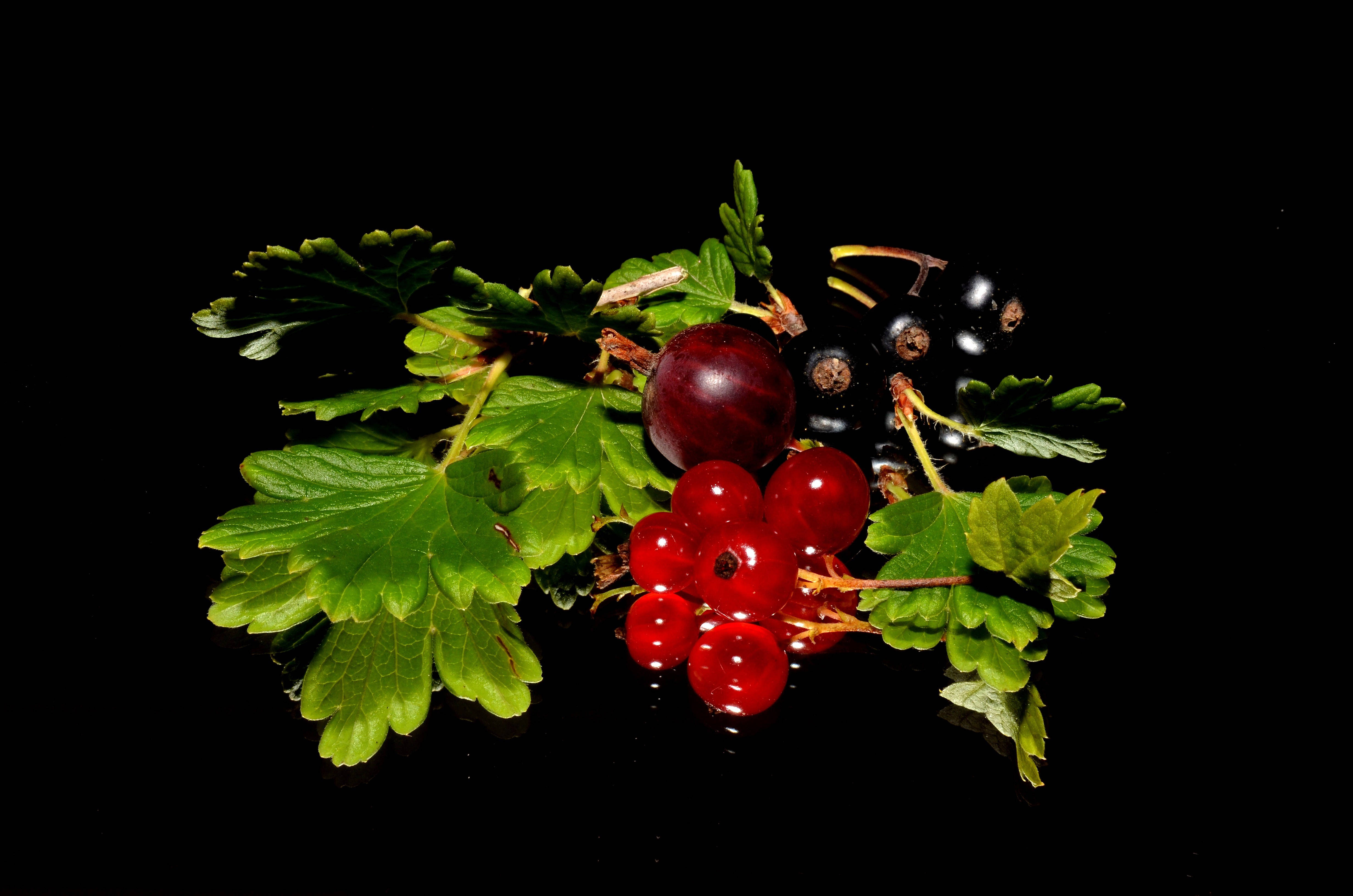 red currants, black currants, lush green leaves, 4K Desktop Wallpaper