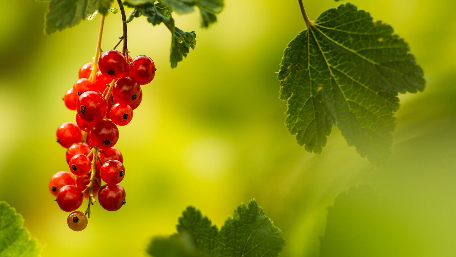 red currants, branch, lush green leaves, Full HD Desktop Wallpaper