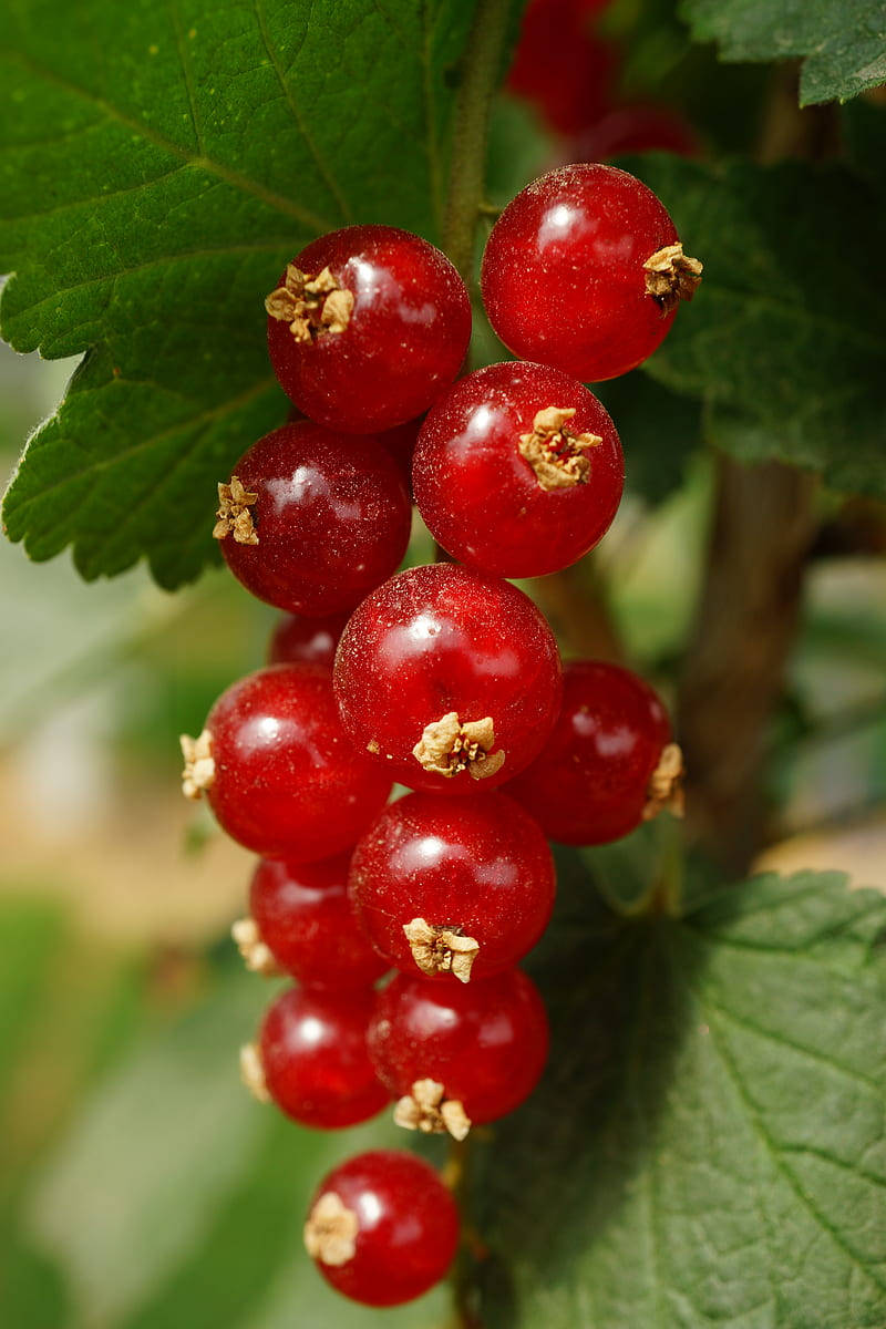 red currant, glossy red currants, branch, SD Phone Wallpaper