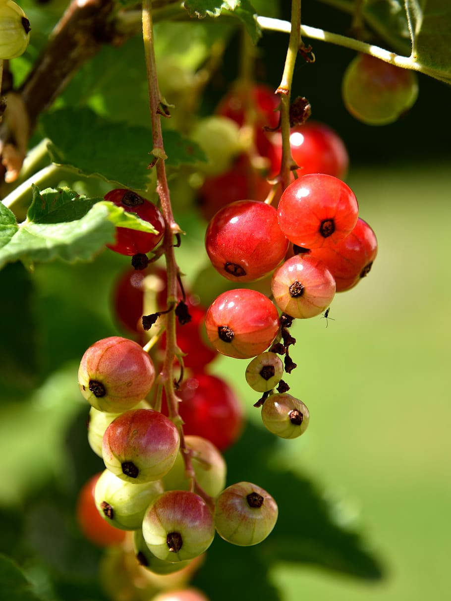 Currant, red currants, green currants, SD Phone Wallpaper