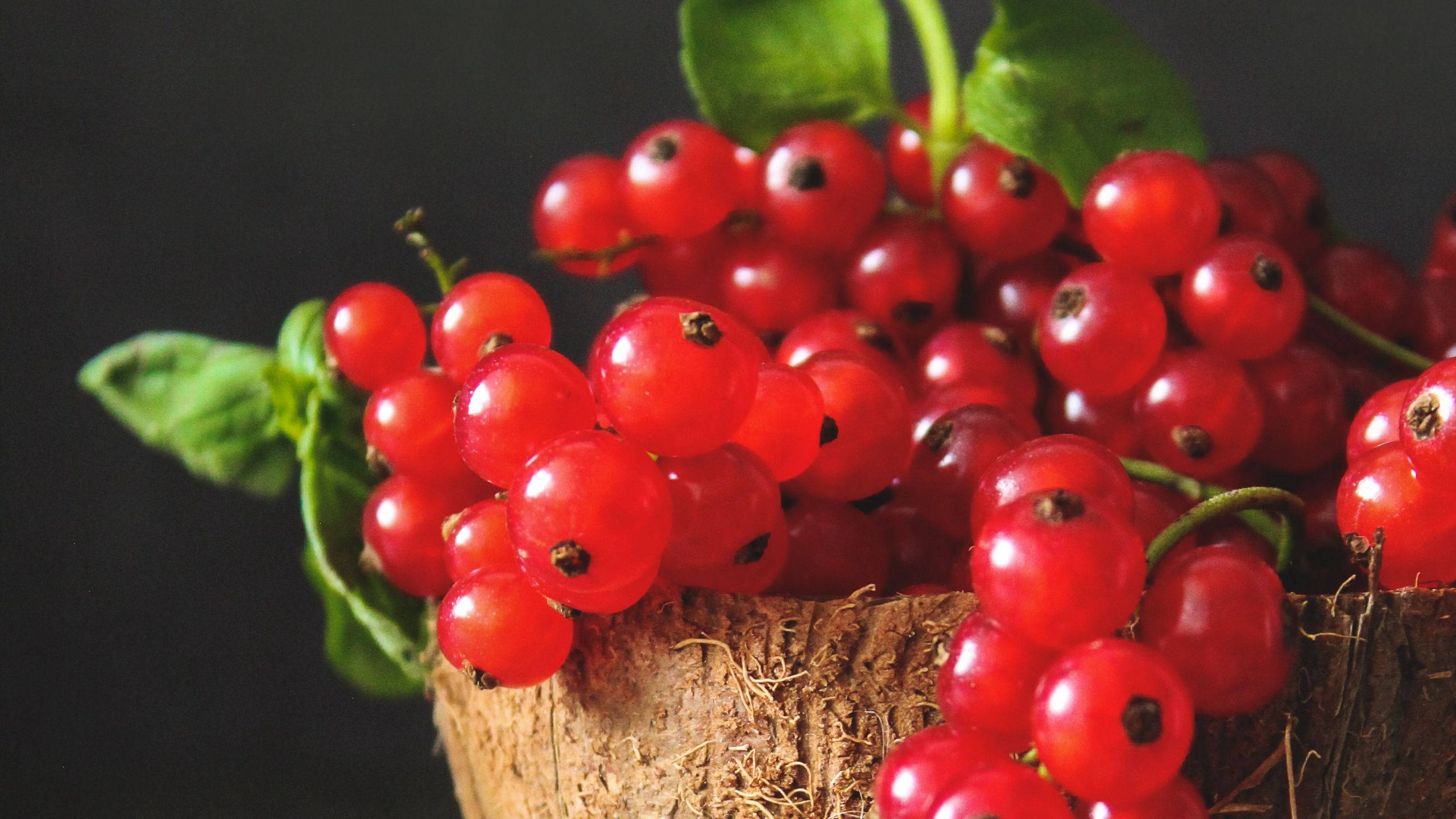 red currant fruits, coconut bowl, textured coconut shell, 2K Desktop Wallpaper