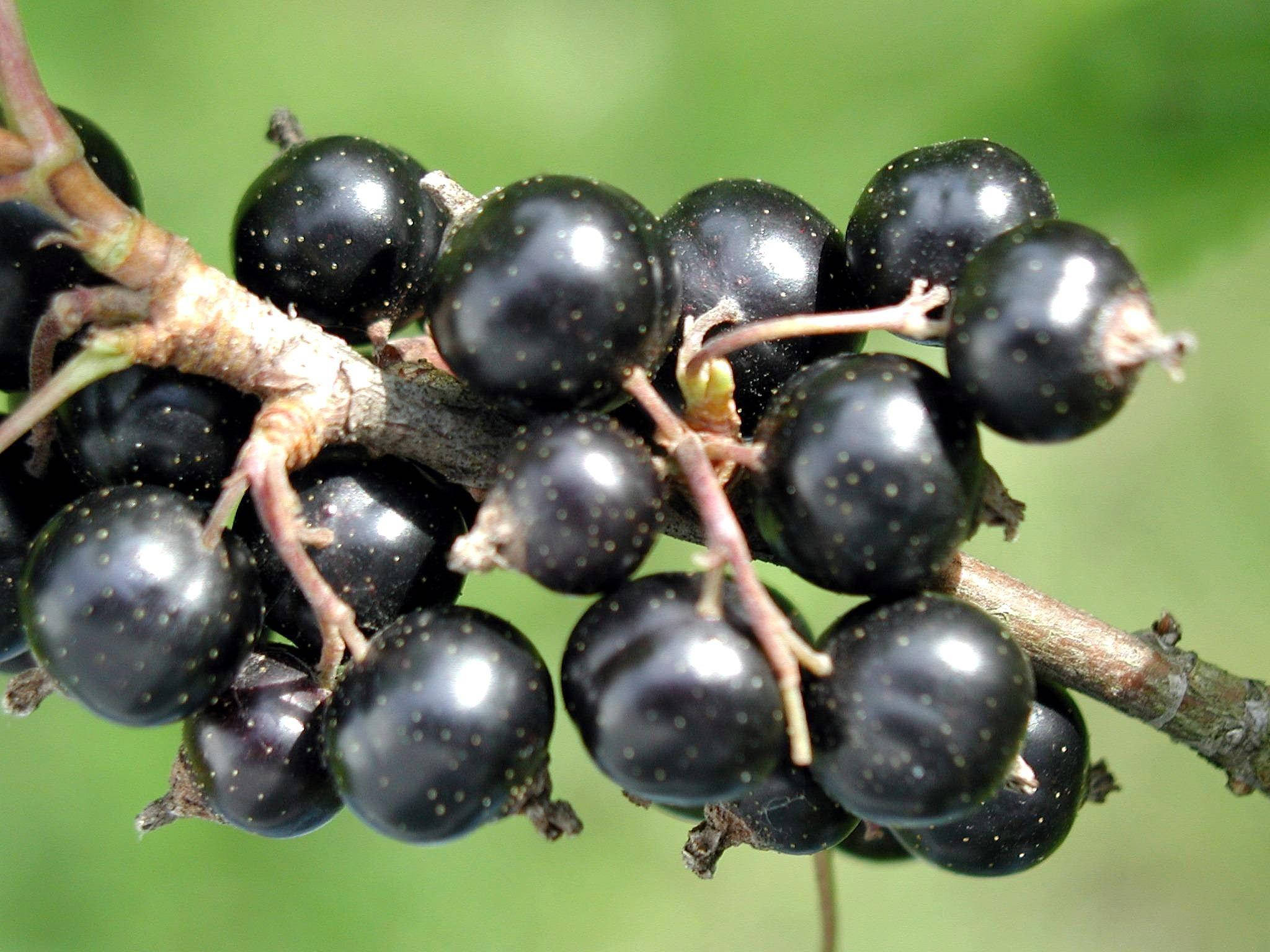 black currant, fruit stem plant, woody branch, Full HD Desktop Wallpaper