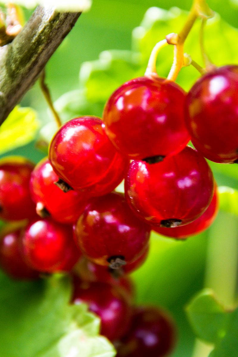 red currant fruits, sunlit branch, lush green leaves, SD Phone Wallpaper