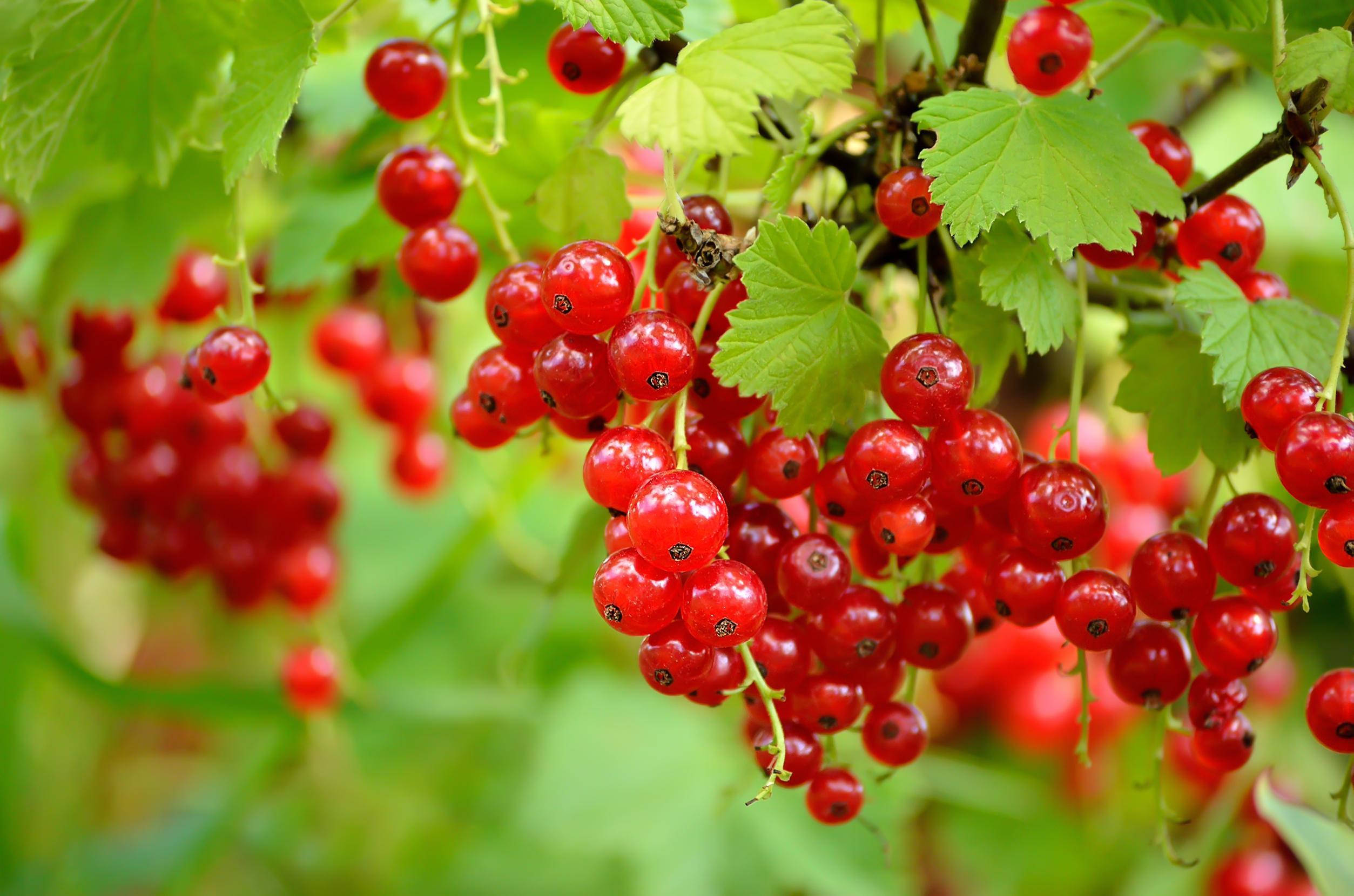 red currant berries, lush green vines, sunlit garden, Full HD Desktop Wallpaper