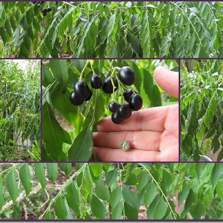 Curry Berry, purplish-black, glossy black, SD Desktop Wallpaper
